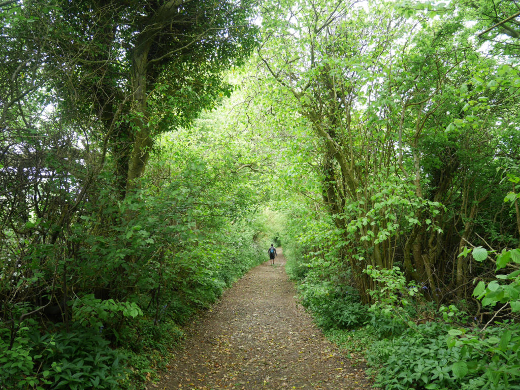 Lovely path through the woods