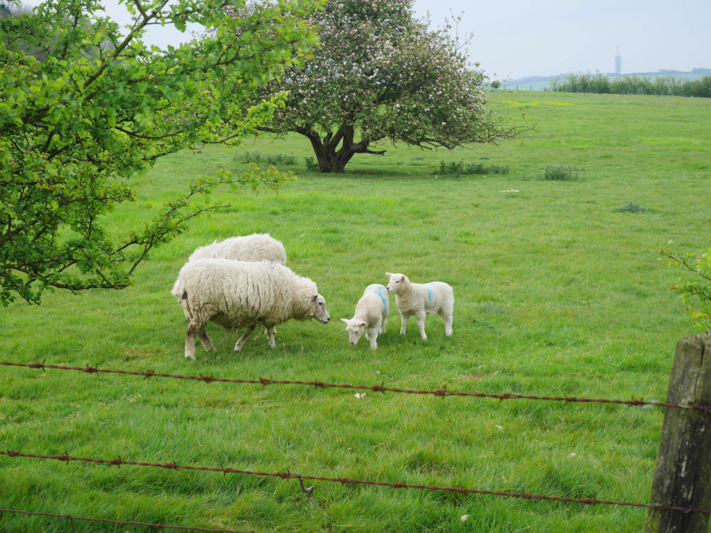 More lambs and sheep
