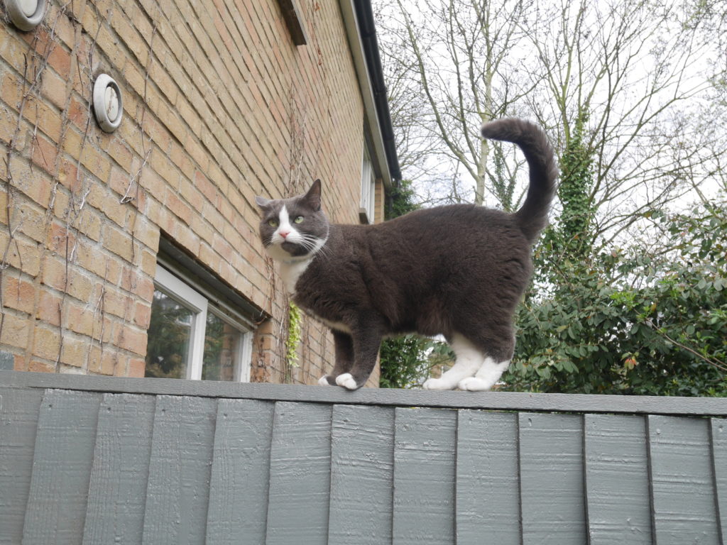 I can't remember what made his ears spring up like that! Monty on patrol.