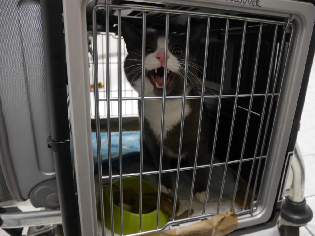 Where are you going humans!?