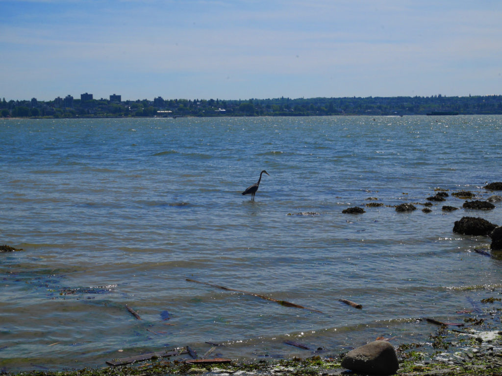 Baxter the heron