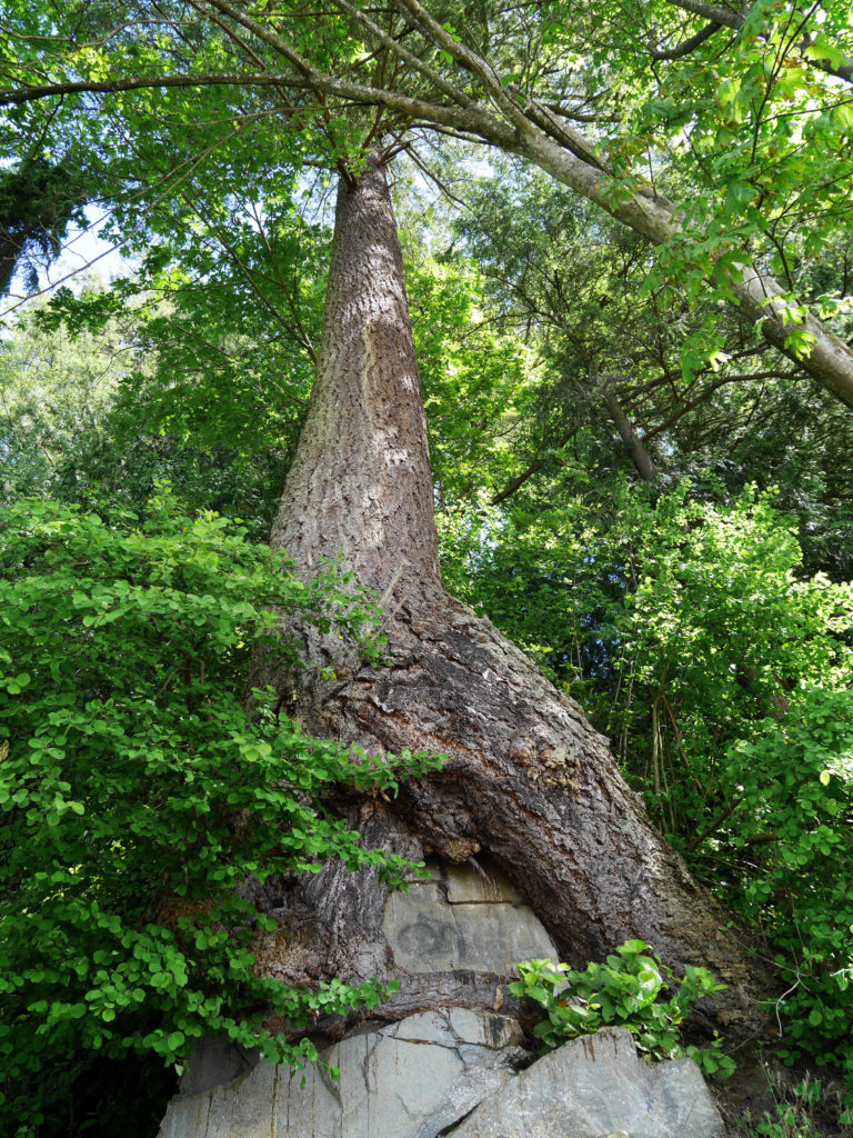 Massive tree in Stanley Park
