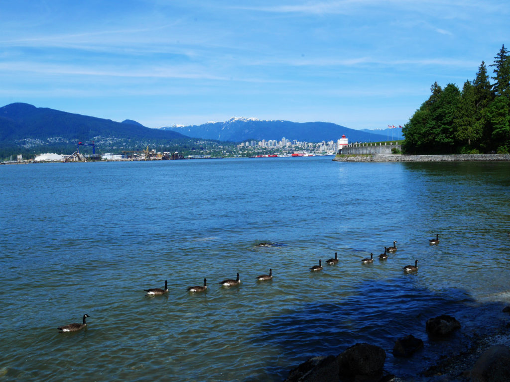 Goose rush hour
