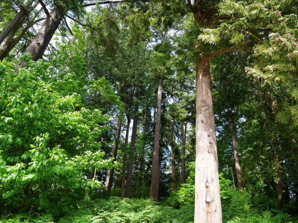 Amazing trees on Stanley Island
