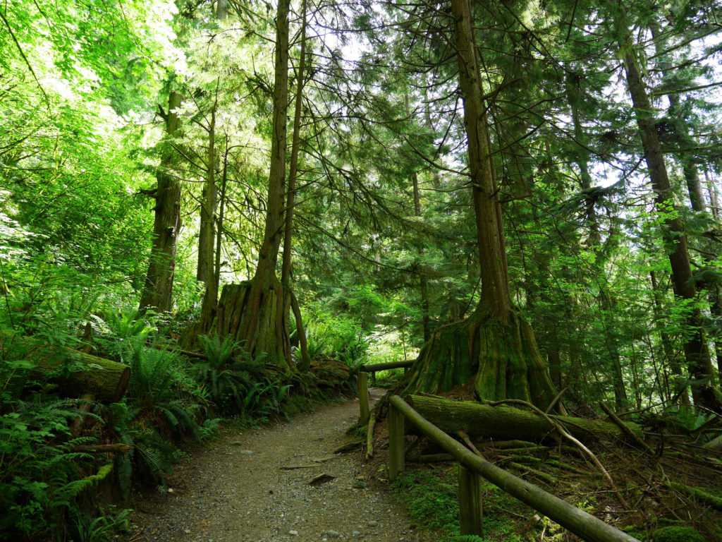 Two trees growing out of massive tree stumps