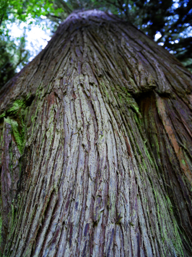 Trunk!