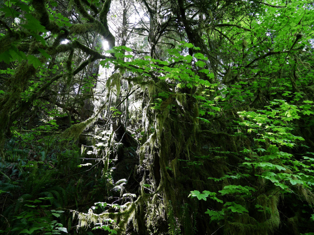 Light coming through the moss