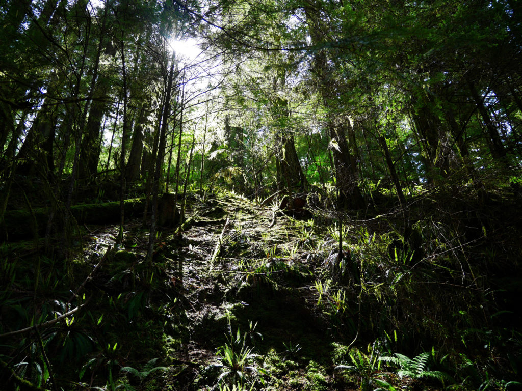 Light through the trees