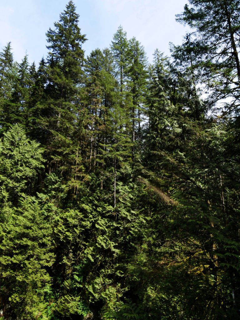 Looking up at trees from the river