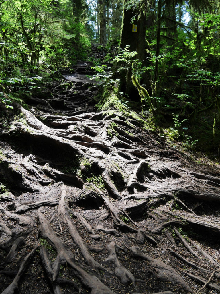 I love the look of these roots too