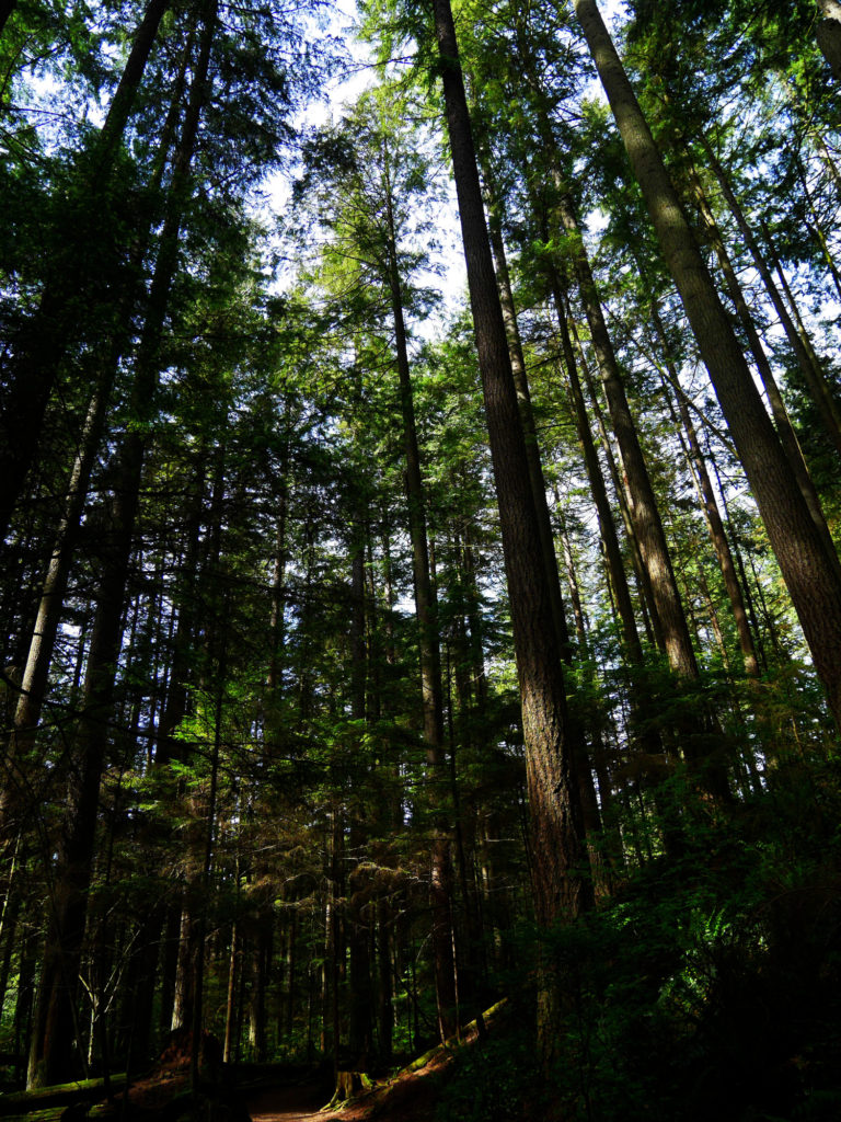 More tall trees