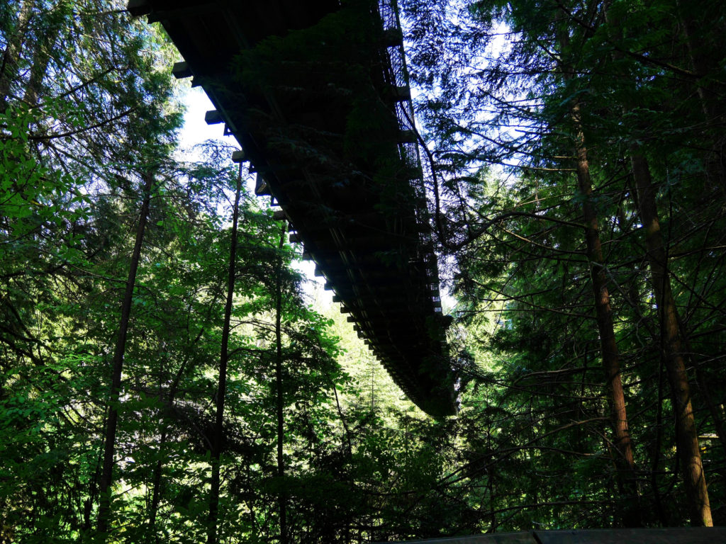 Under the Capilano Suspension bridge