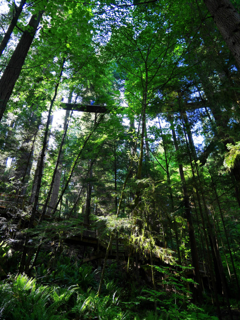Capilano Suspension bridge from below