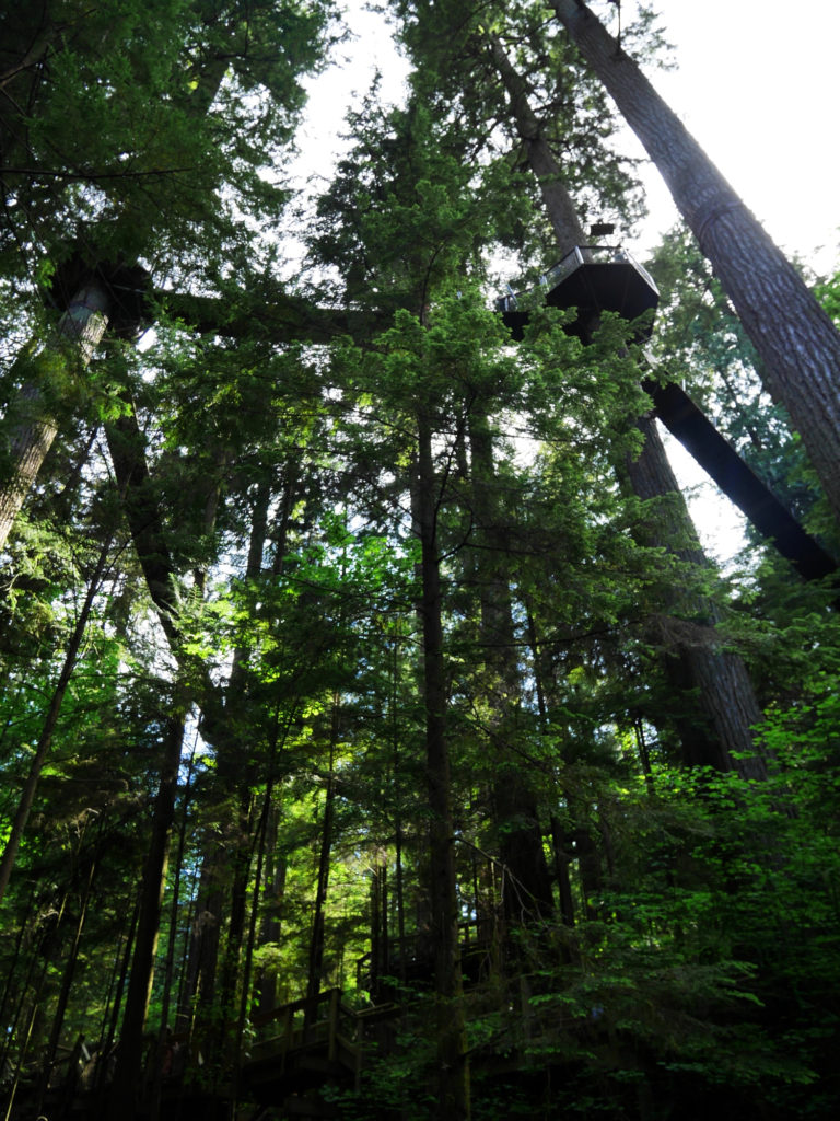 The treetop walk