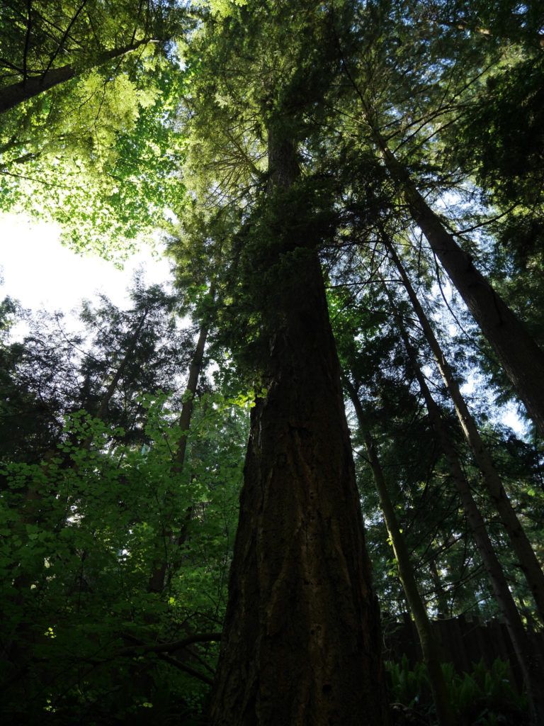 Grandma Capilano