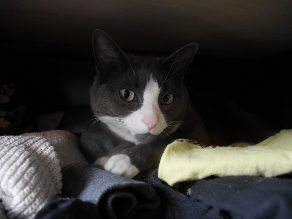 My clothes are all covered in grey fur now