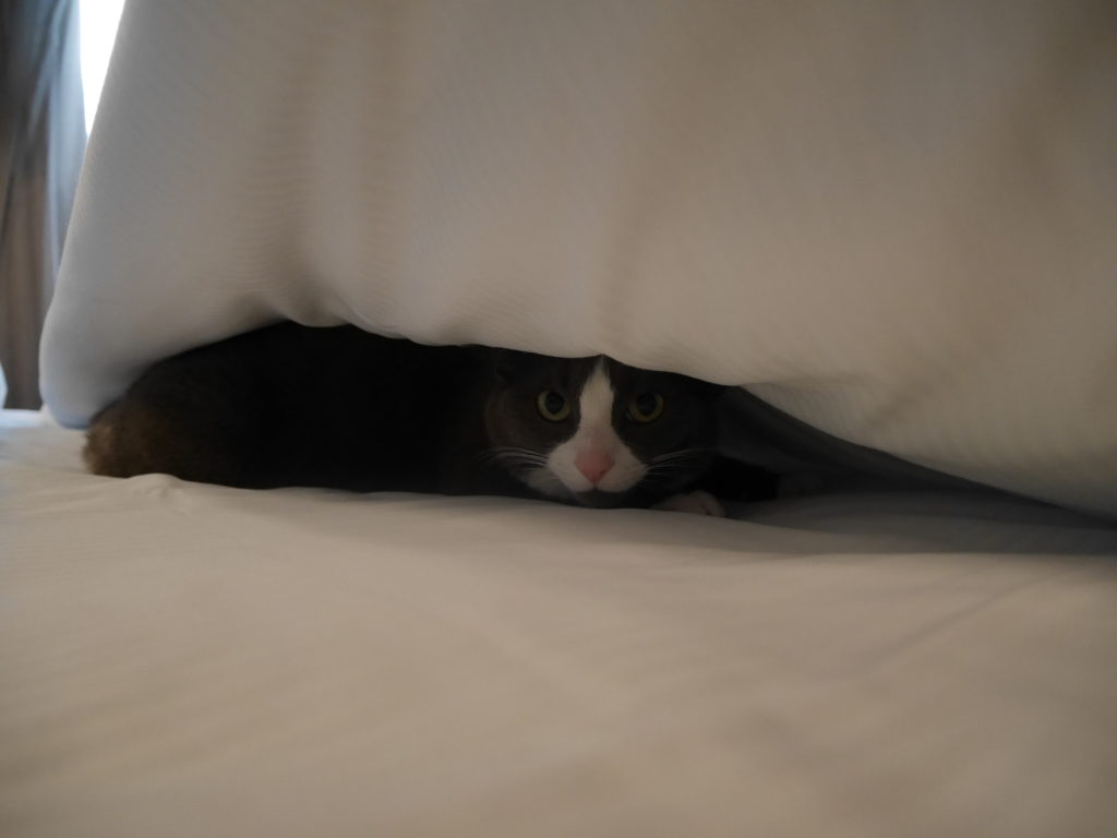Just after the bed was newly made, I spotted a lump...