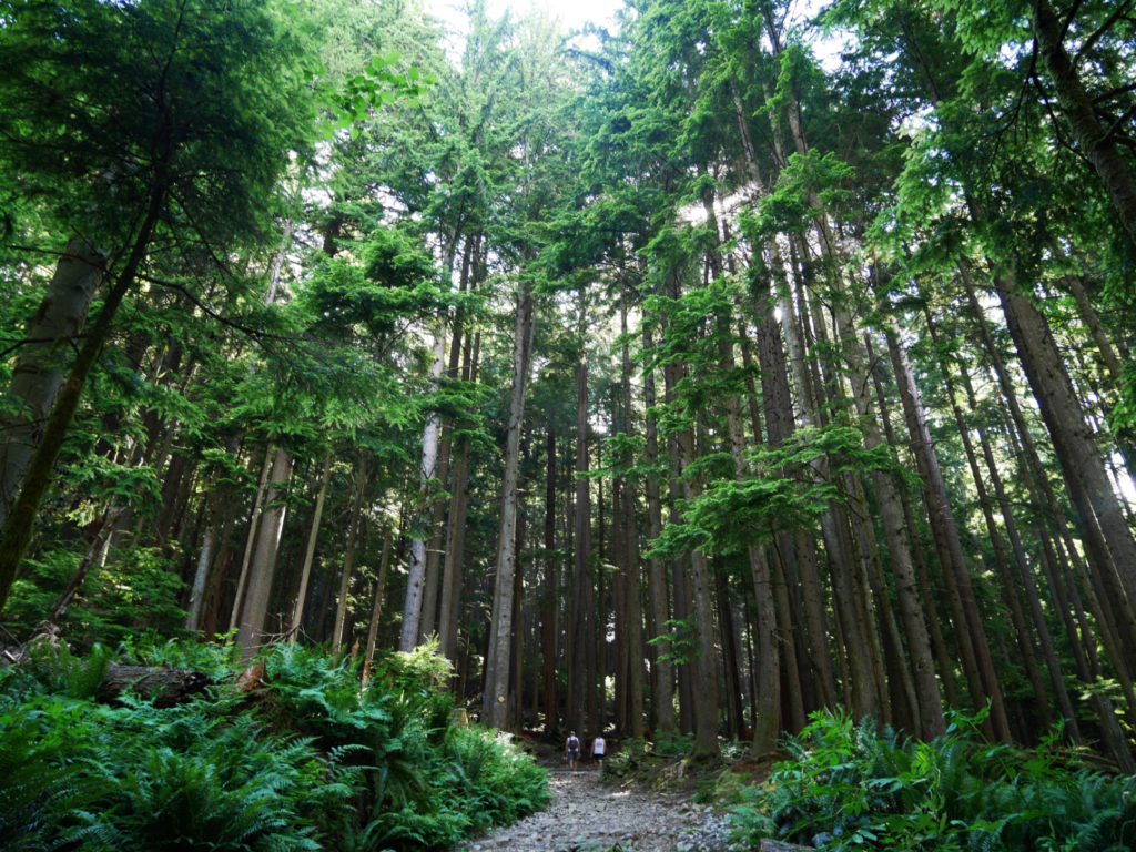 Can you see people in those trees? Humans are teeny.