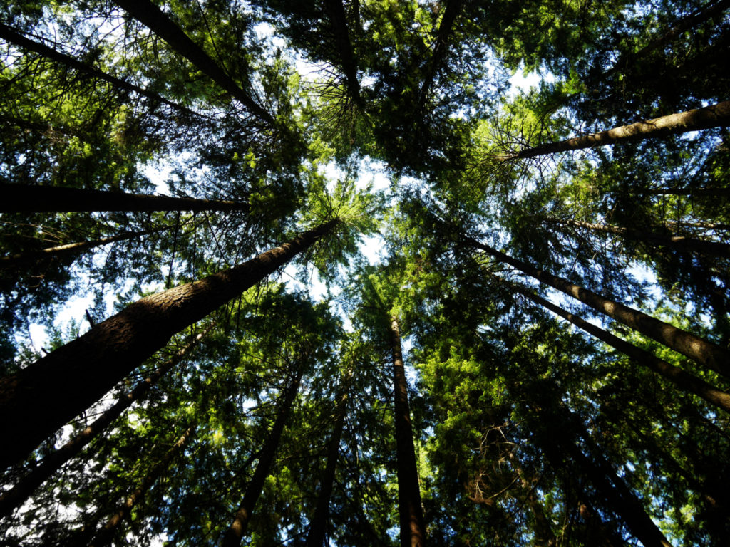 Tree Canopy