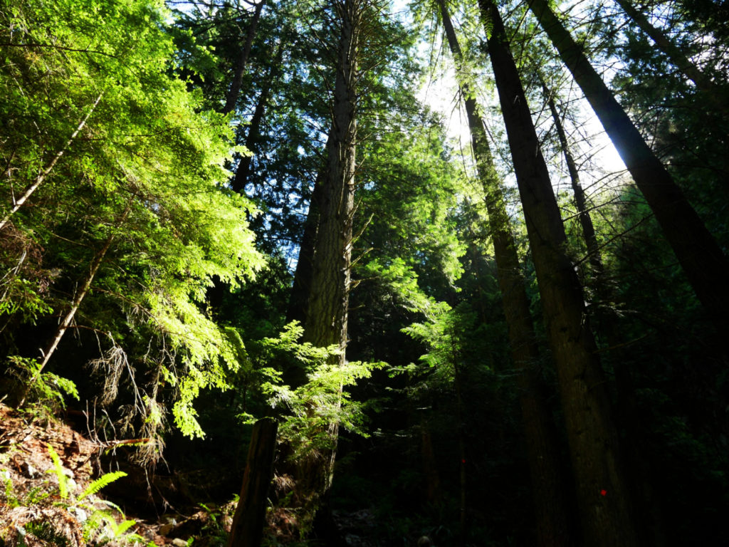 Gorgeous lighting when there is a gap in the trees