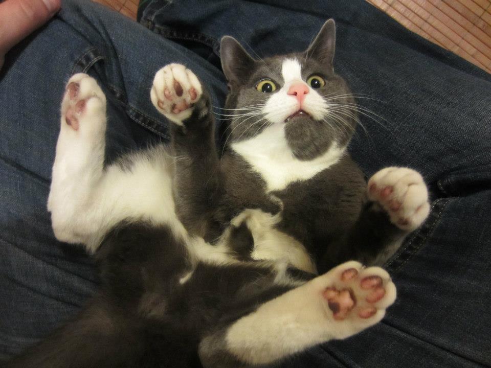 Monty derp