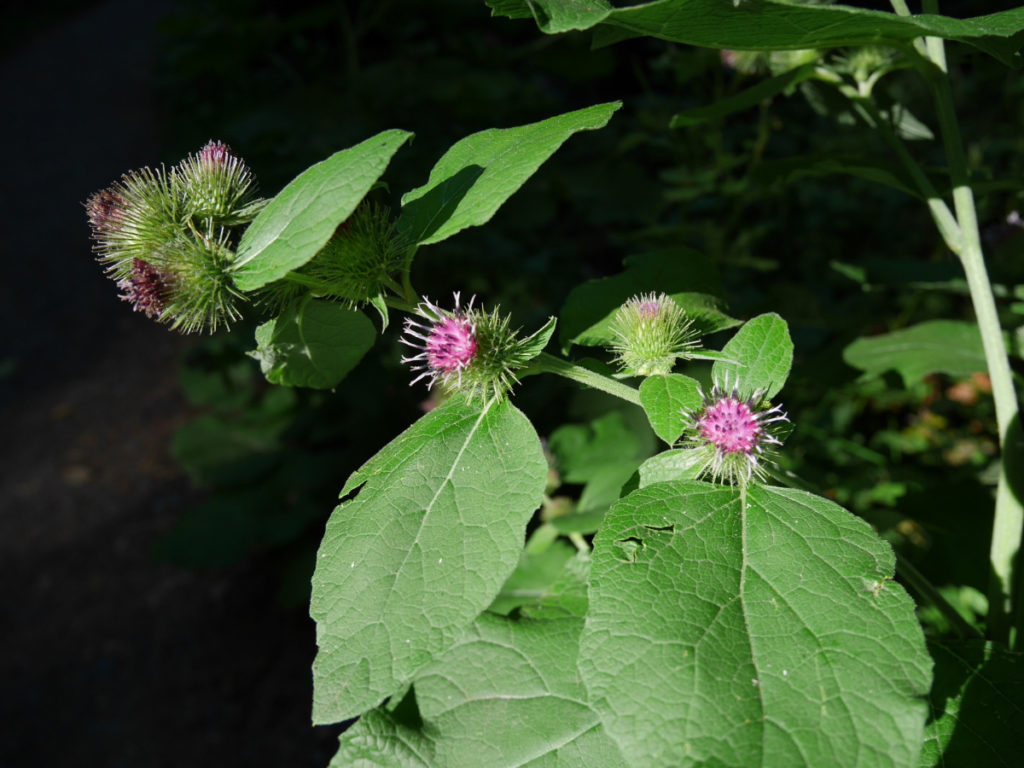 Thistles, that aren't thistles!?