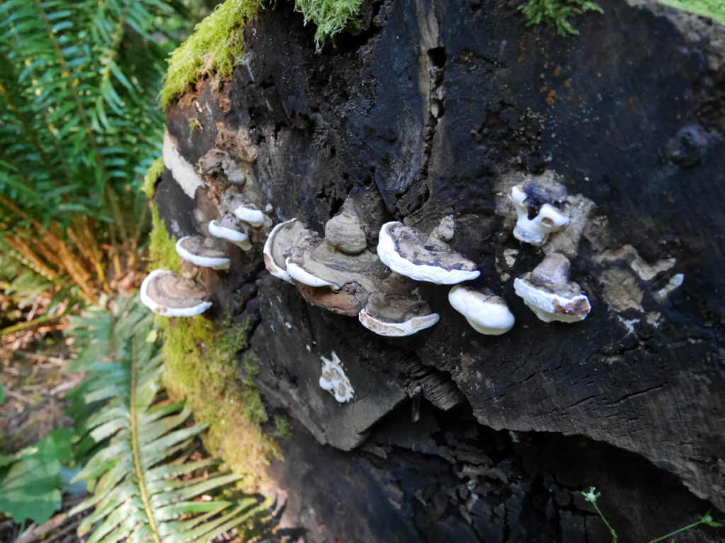 There were so many cool mushrooms