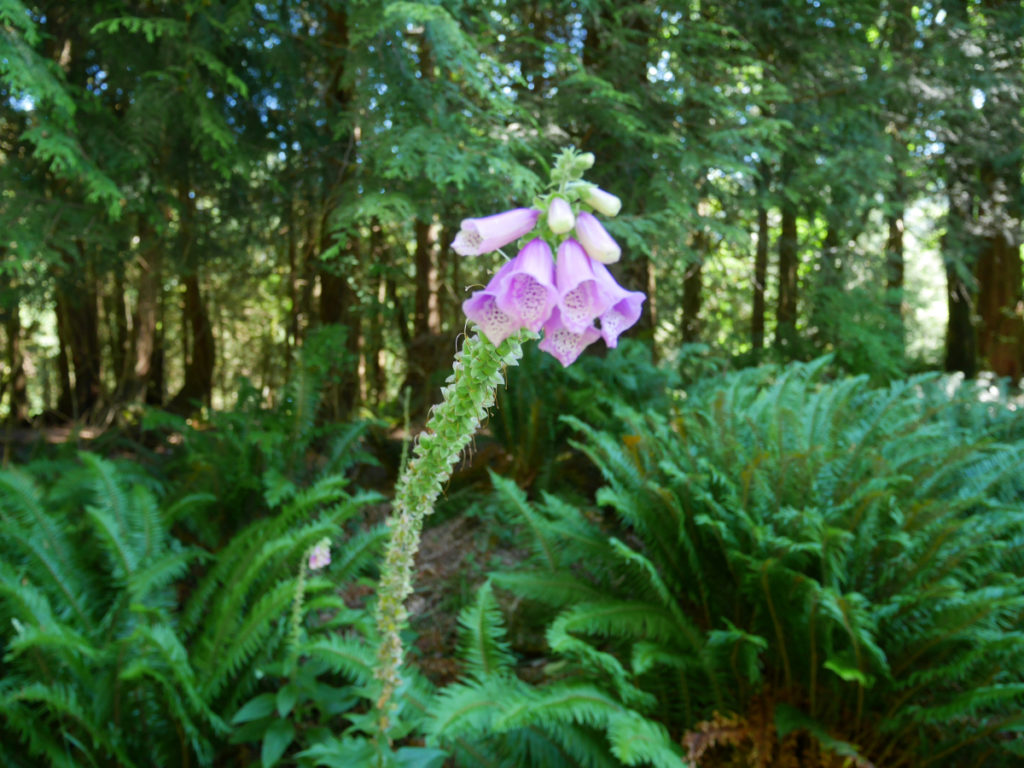 The looong stalk for a foxglove