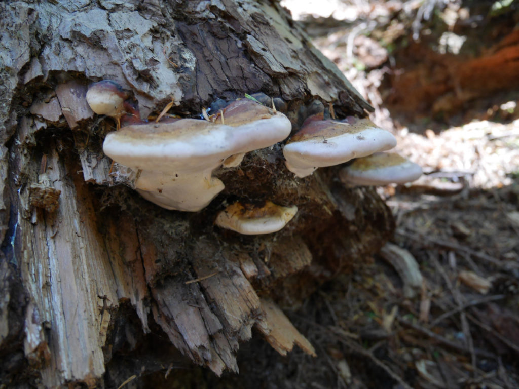 More mushrooms
