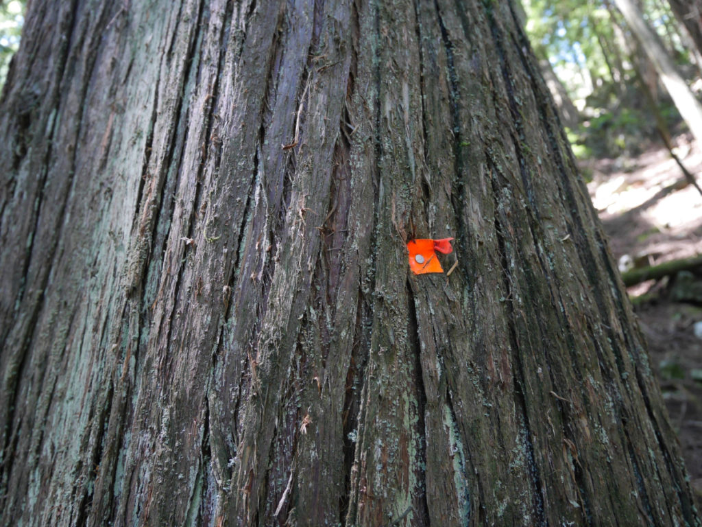 Teeny red tape to show the way
