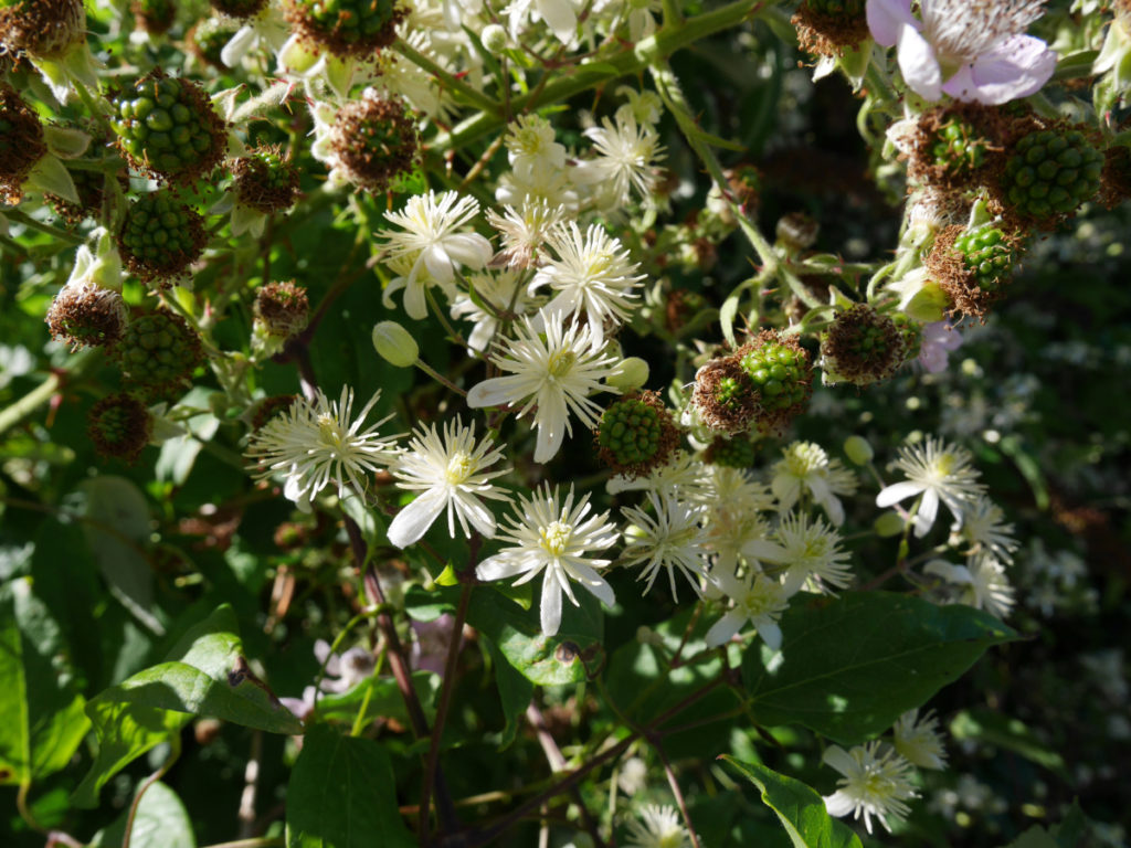 Flowers and blackberries