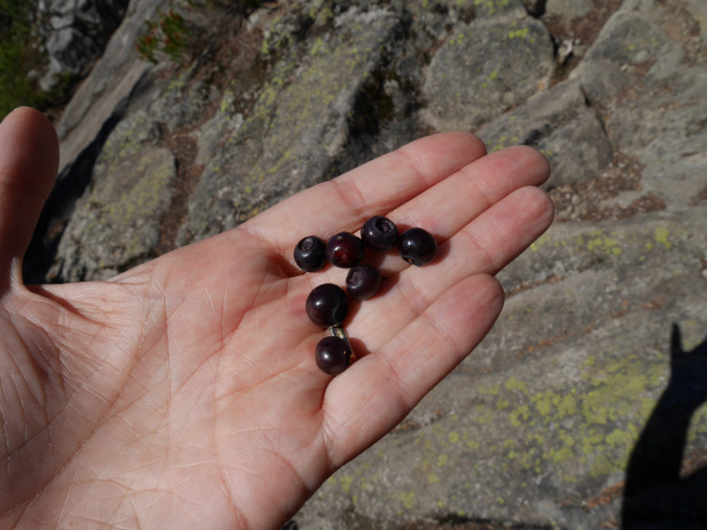 Blueberries