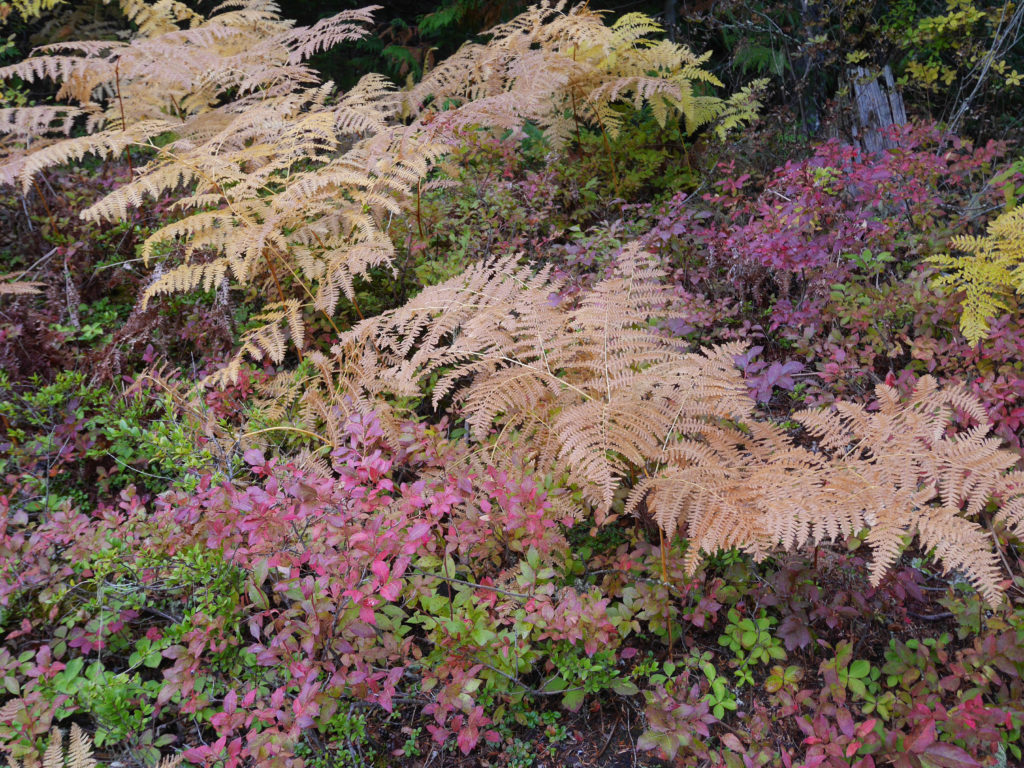 subdued autumn colours