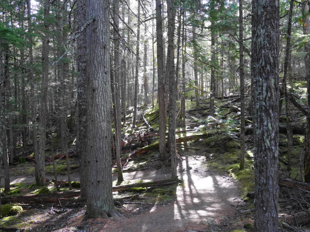 Trees around Lost Lake