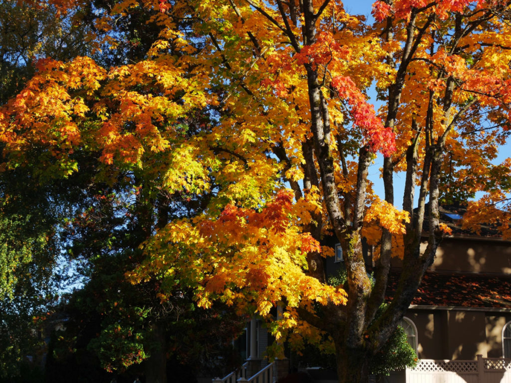 All the autumn colours