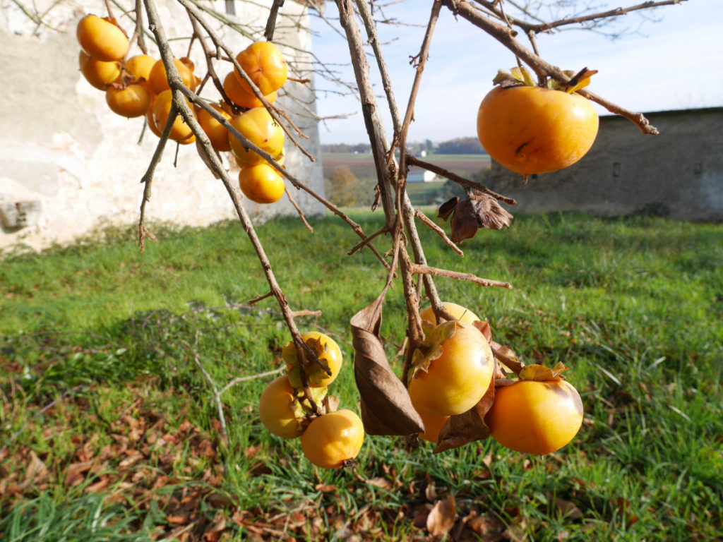 Persimmons