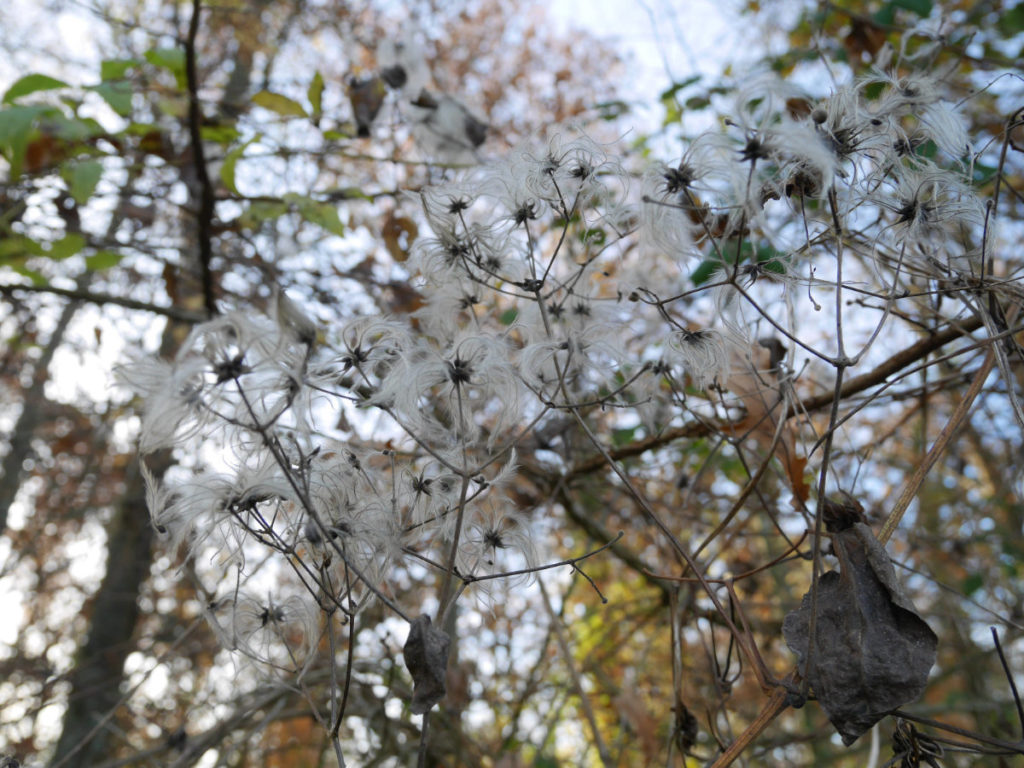 Old man's beard