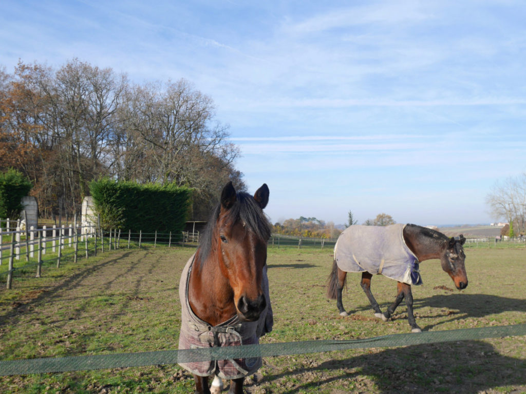 Les Horses
