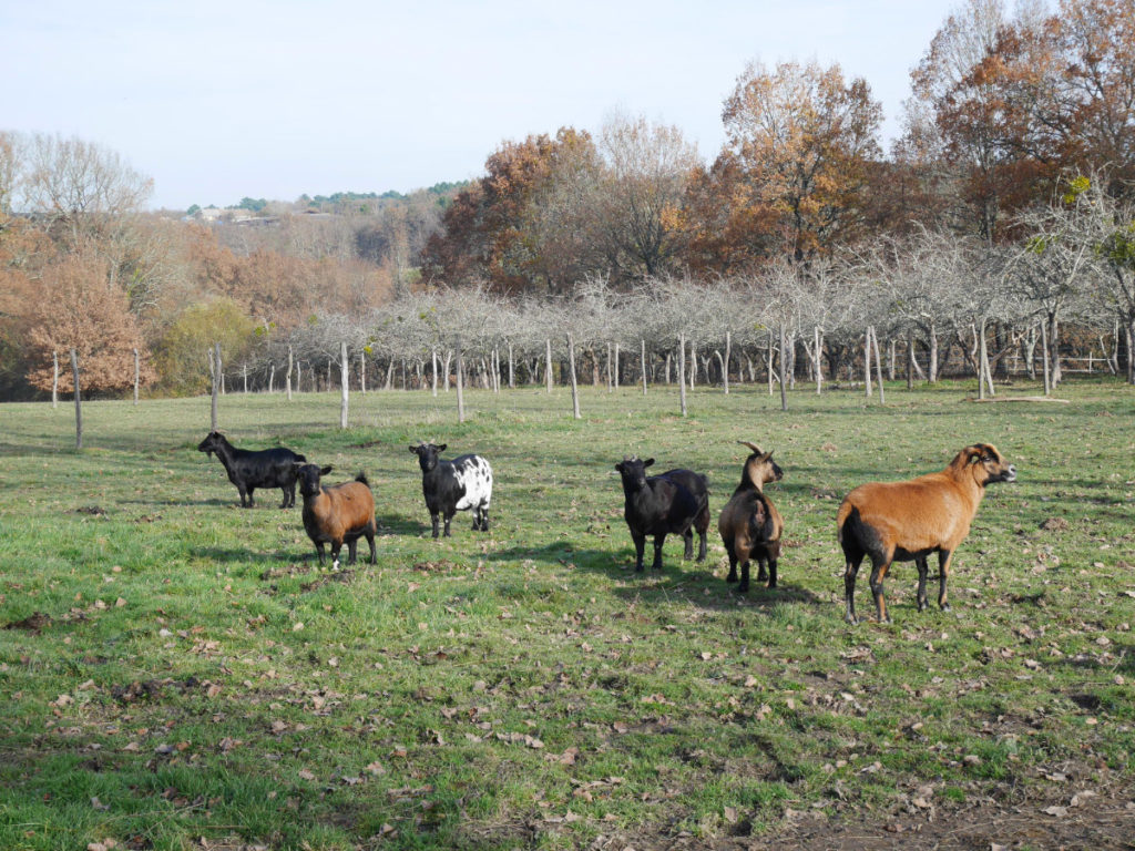 Les goats