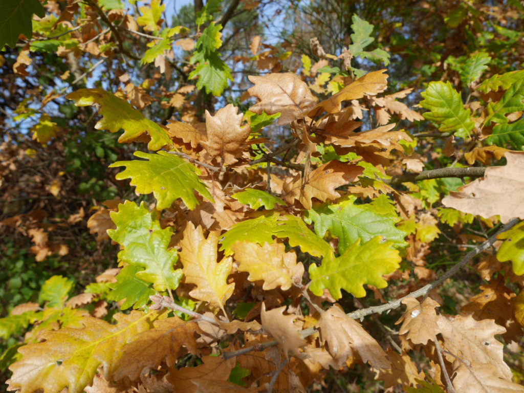 Oak leaves
