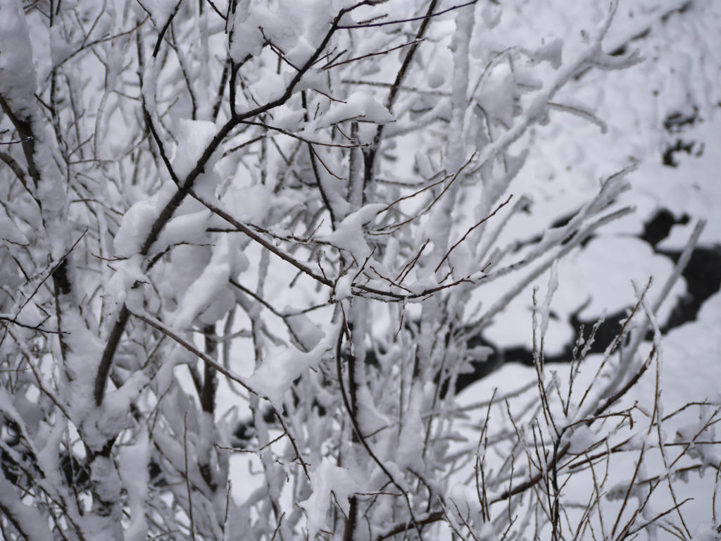 ice-trees by Brandywine Falls