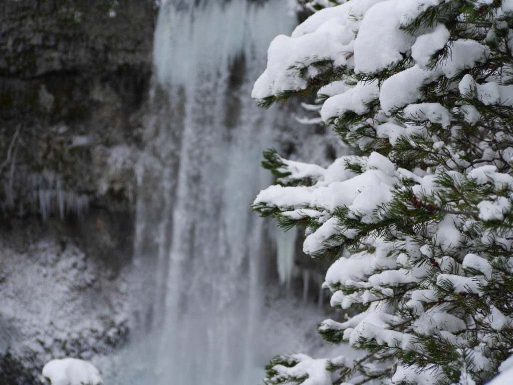 Tree by Brandywine Falls