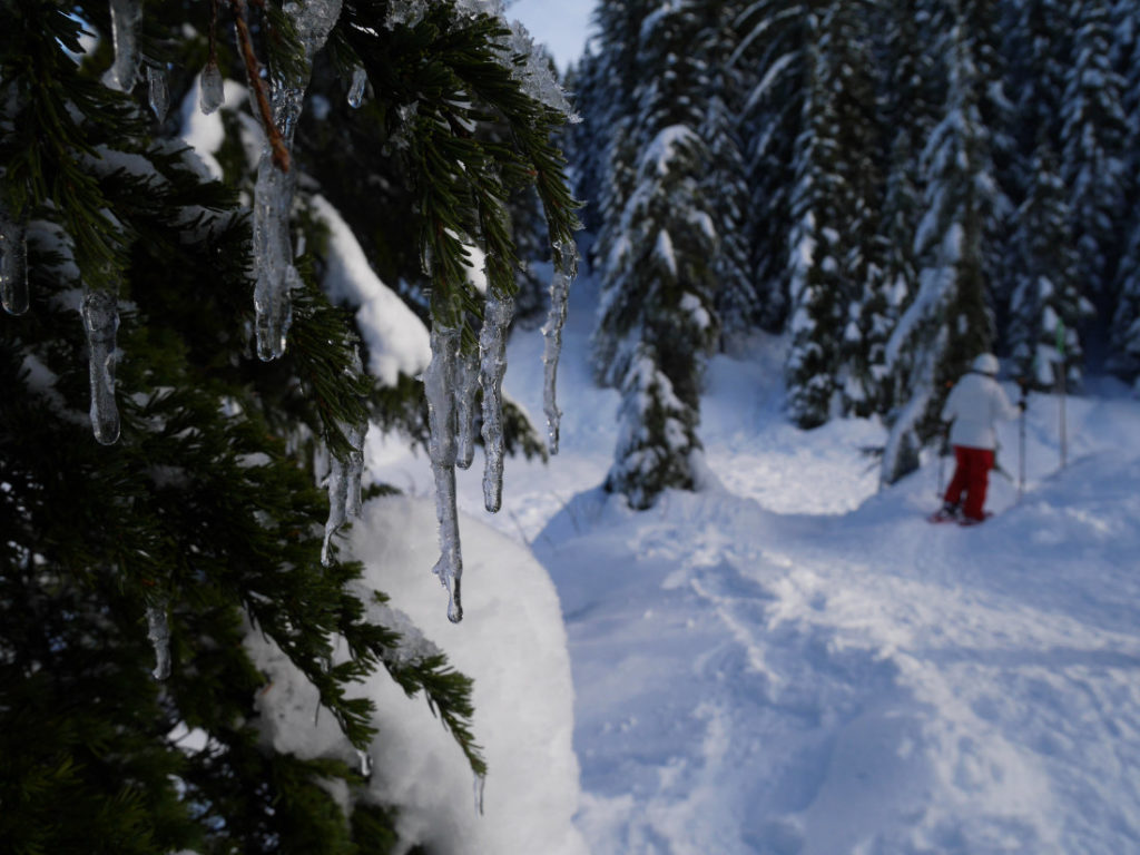 Tree icicles on Hollyburn Mountain