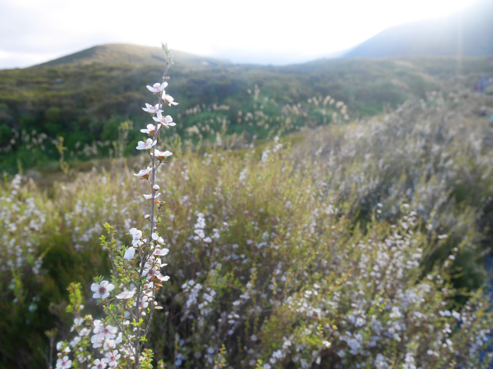 Pretty heather at the start of the Tongariro Crossing