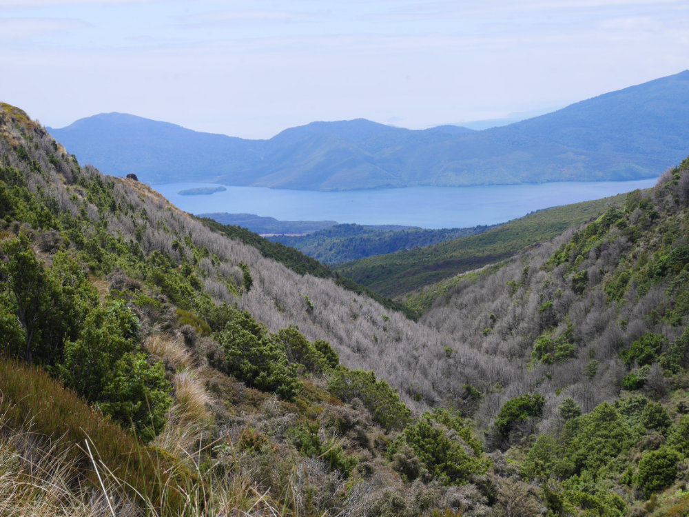 I'm not sure why so many trees are dead on the Ketetahi side