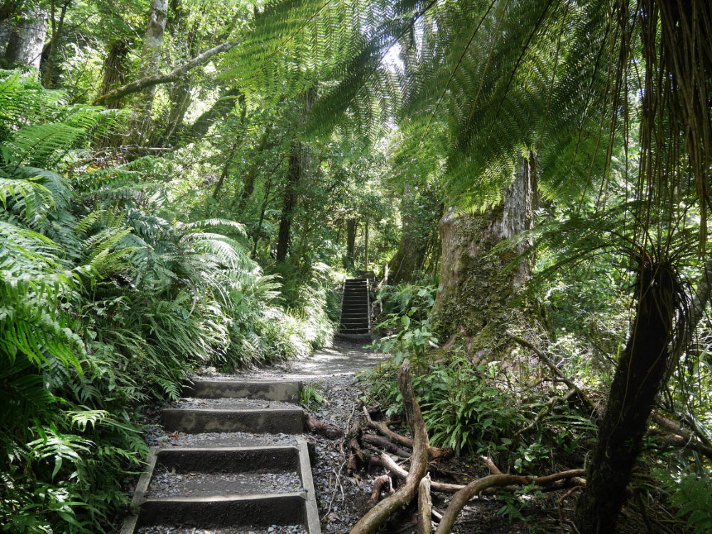 lush jungle-like area