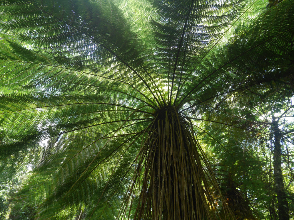 ferns