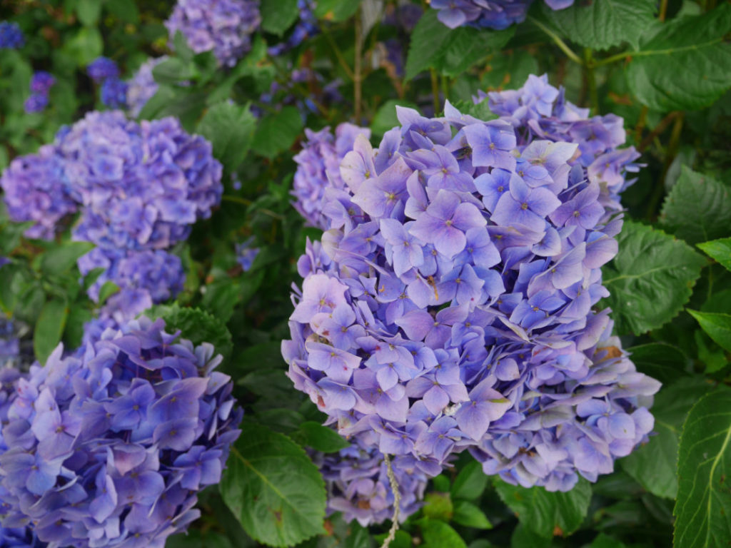 Lovely hydrangeas