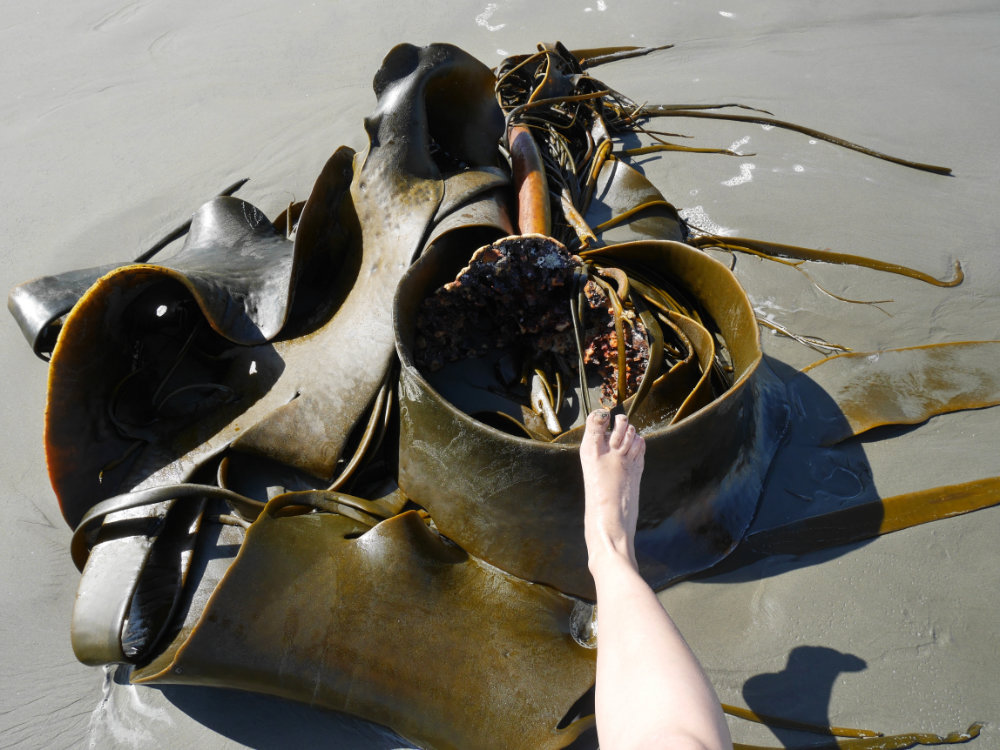 Huge sea weed