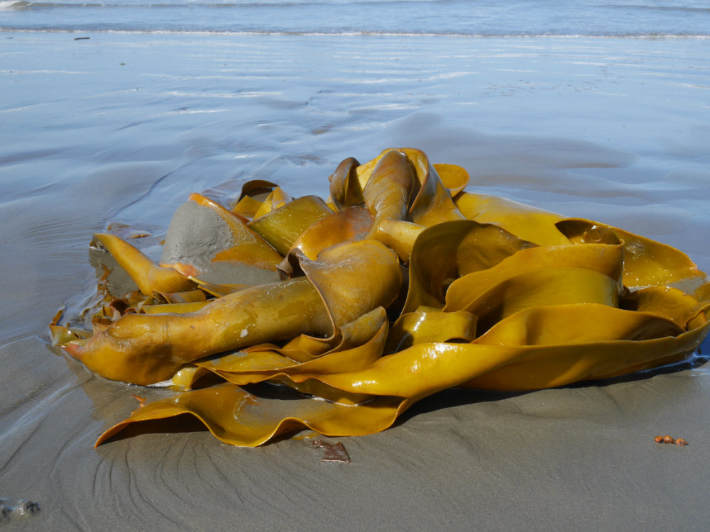 Huge sea weed